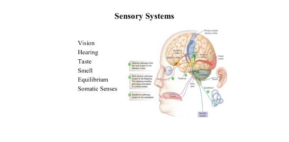 Animal Sensory System Flashcards